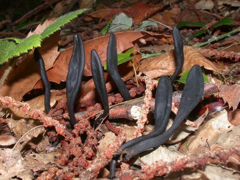 Geoglossum cookeianum....